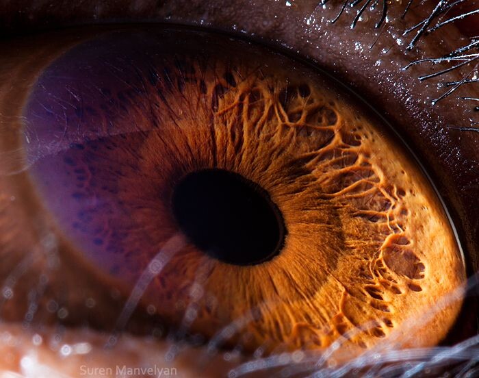 Animal Eyes Photos Up Close And It's Insane How Unique They Are 19