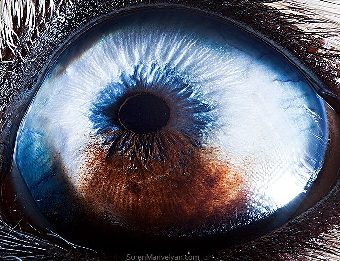 Animal Eyes Photos Up Close And It's Insane How Unique They Are 20