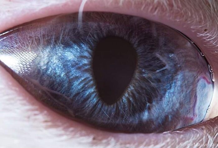 Animal Eyes Photos Up Close And It's Insane How Unique They Are 21