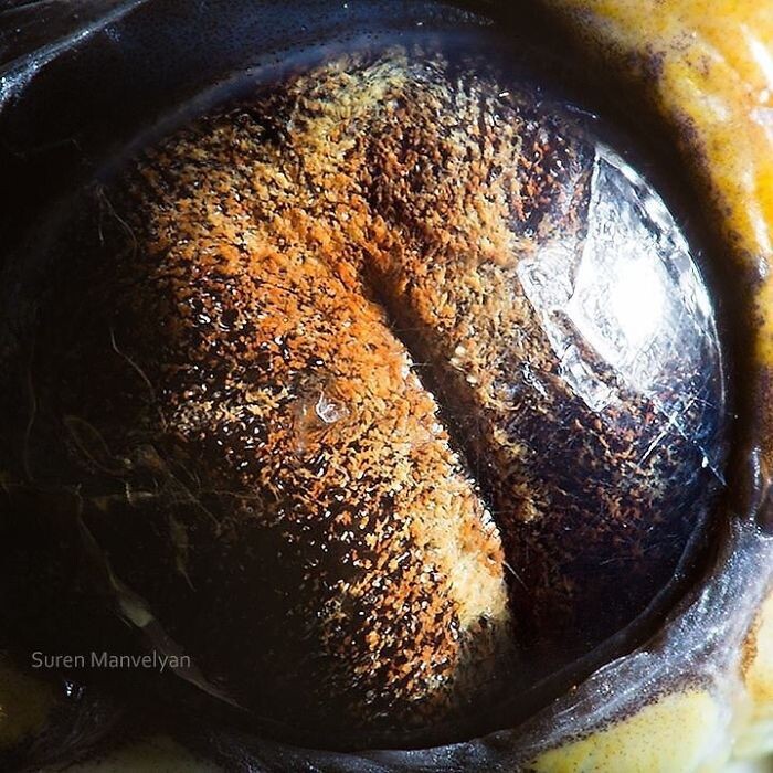 Animal Eyes Photos Up Close And It's Insane How Unique They Are 22
