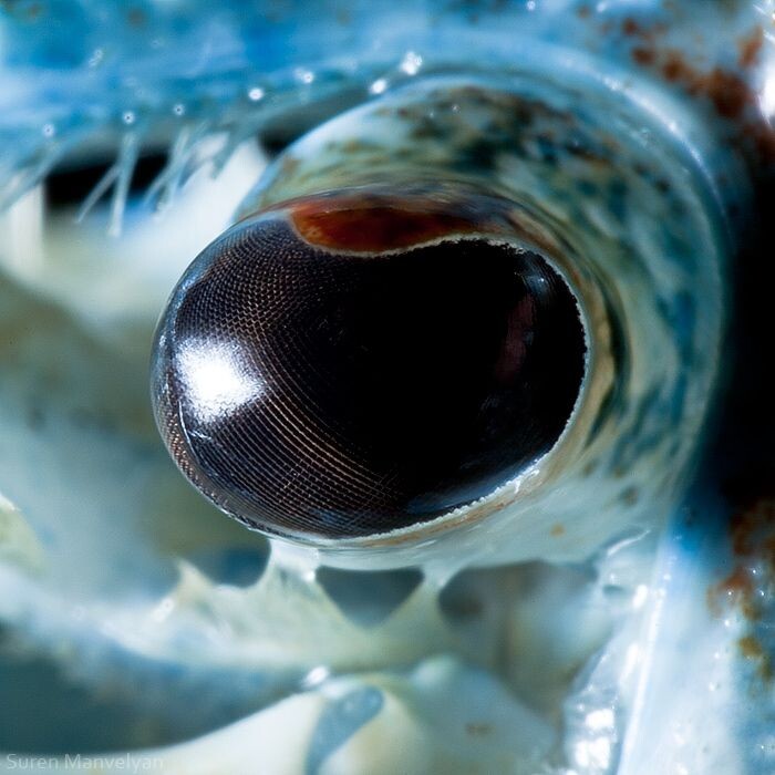 Animal Eyes Photos Up Close And It's Insane How Unique They Are 23