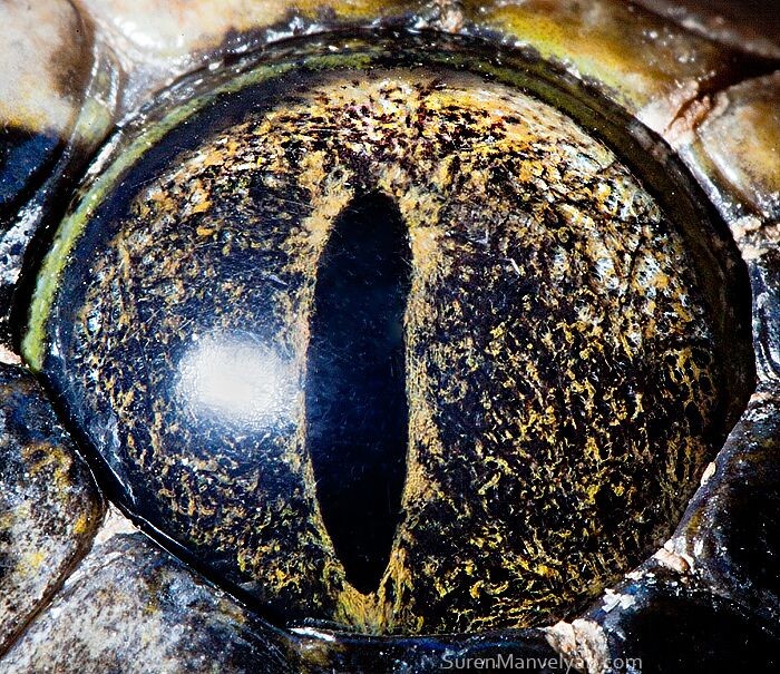 Animal Eyes Photos Up Close And It's Insane How Unique They Are 24