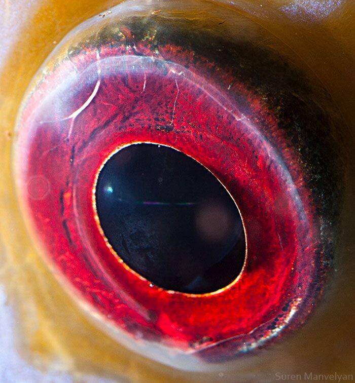 Animal Eyes Photos Up Close And It's Insane How Unique They Are 25