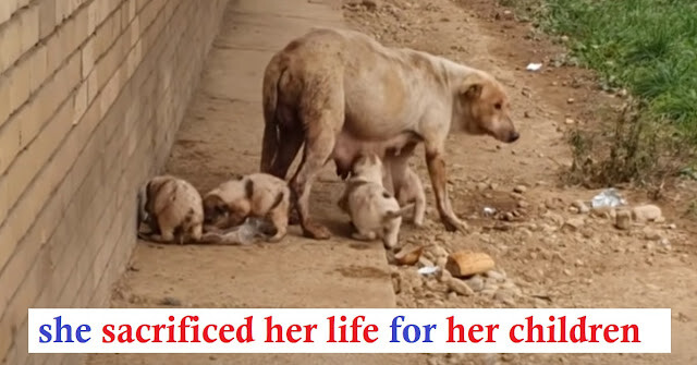 Mama Dog was found dead with her puppies secure in her arms 1