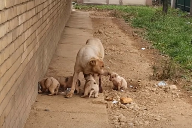 Mama Dog was found dead with her puppies secure in her arms 2