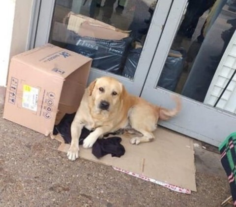Dog waits outside the hospital, not knowing that his owner had passed away inside 1