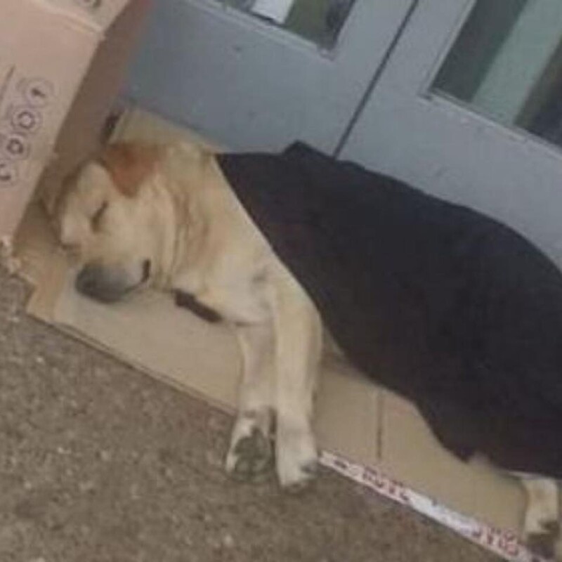 Dog waits outside the hospital, not knowing that his owner had passed away inside 3