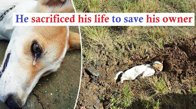 Heroic dog sacrifices own life to save his 'family' 1