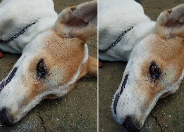 Heroic dog sacrifices own life to save his 'family' 2