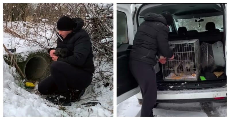 Mama dog approaches strangers to save her babies in heavy snowfall 1