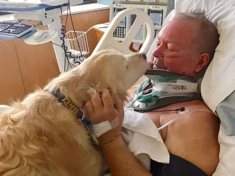 Dog saves his master's life by keeping him warm at late night when nobody around 1