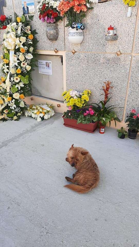 Heartbroken dog travels 2 miles away every single day to visit his 'best friend' grave 3