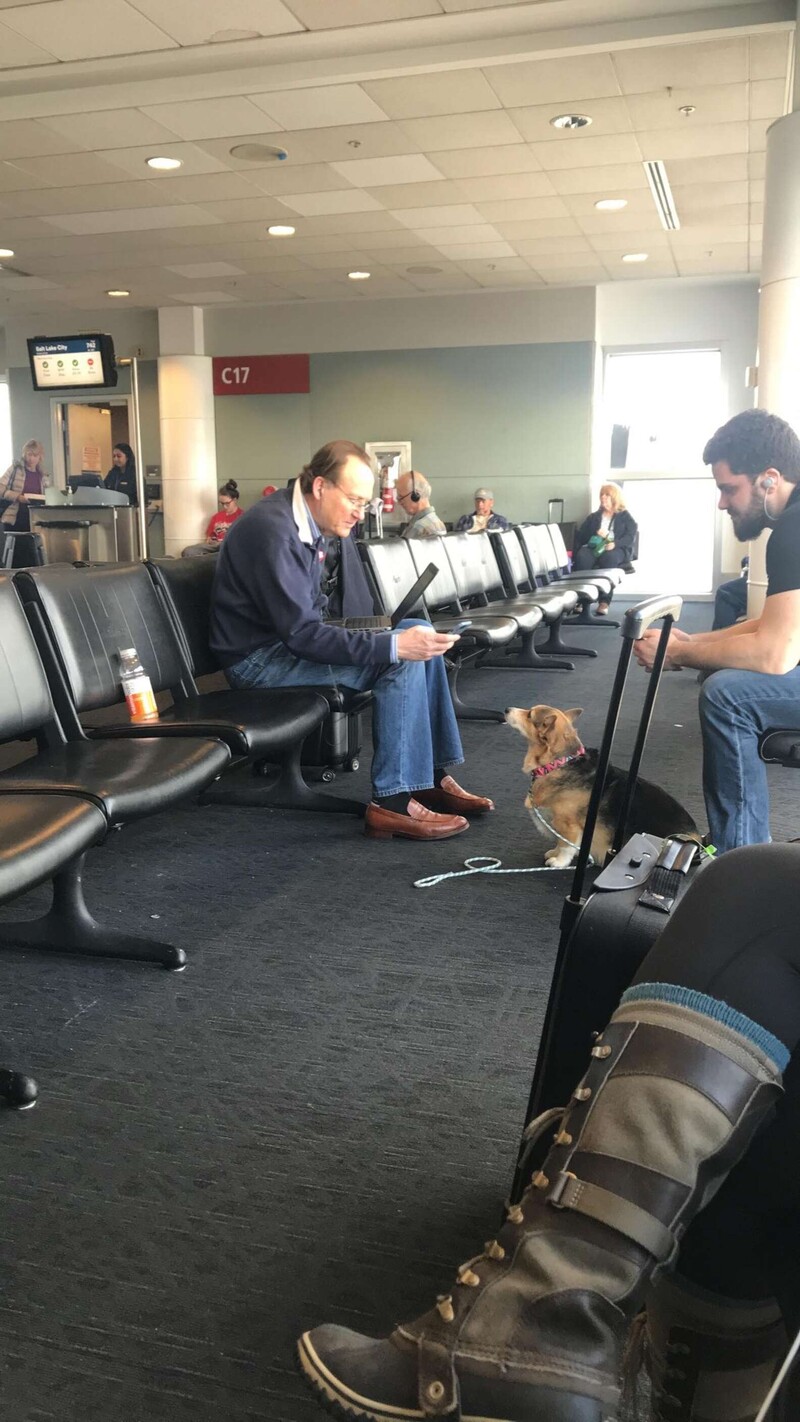 Sweetest Corgi Runs Comforts Strange Man and Brings Him Happiness At the Airport 4