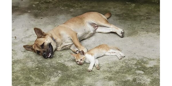 Adopting a dog as mother, the cat cries for the tragedy of her mother 1