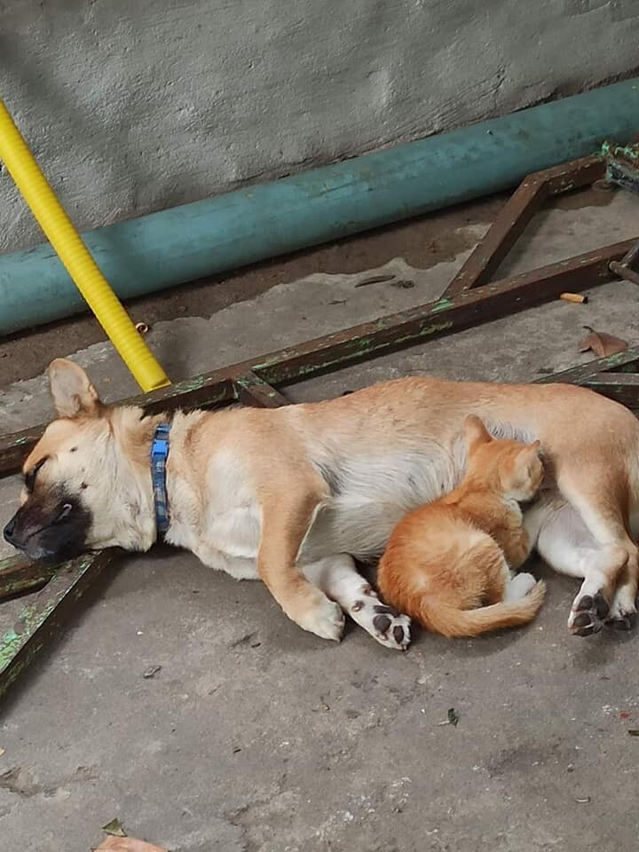 Adopting a dog as mother, the cat cries for the tragedy of her mother 3