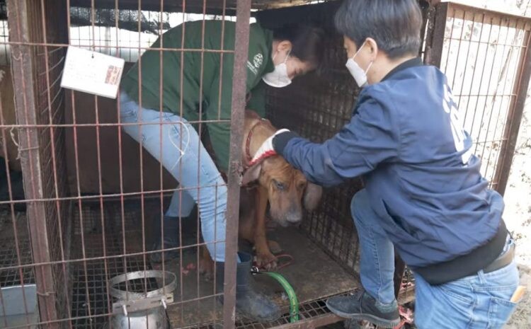 Tears of a heartbroken dog being saved minutes before off to meat market 3