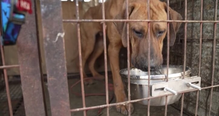 Tears of a heartbroken dog being saved minutes before off to meat market 5