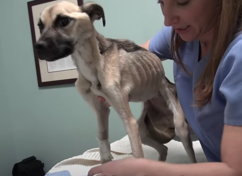 Rescue Dog Goes Through 'Miracle' Transformation After Being Starved To The Edge Of Death 2