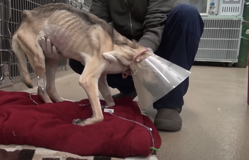 Rescue Dog Goes Through 'Miracle' Transformation After Being Starved To The Edge Of Death 4