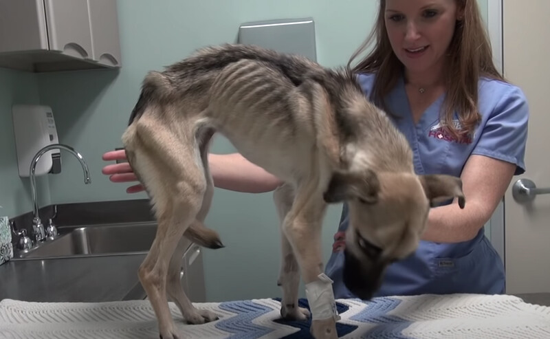 Rescue Dog Goes Through 'Miracle' Transformation After Being Starved To The Edge Of Death 5