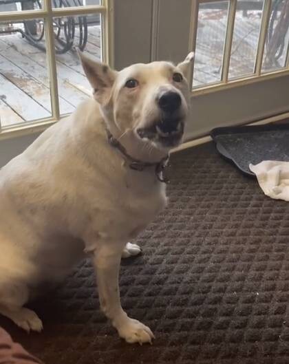 Deaf Dog Invents Her Own Way How to 'Spearking' After Never Hearing Barking 3