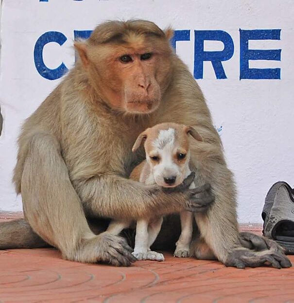 Monkeys and Dogs, friend or foe? 1