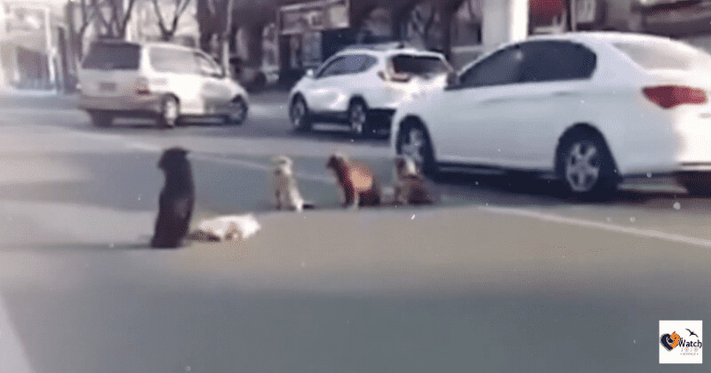 Four dogs block traffic to protect a buddy who was injured by a vehicle 1
