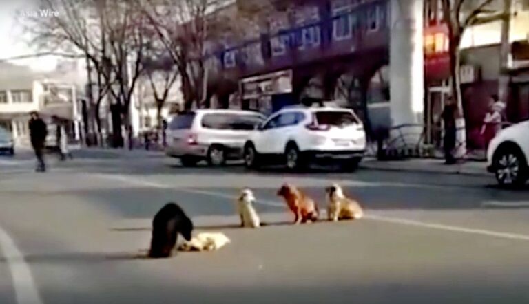 Four dogs block traffic to protect a buddy who was injured by a vehicle 2