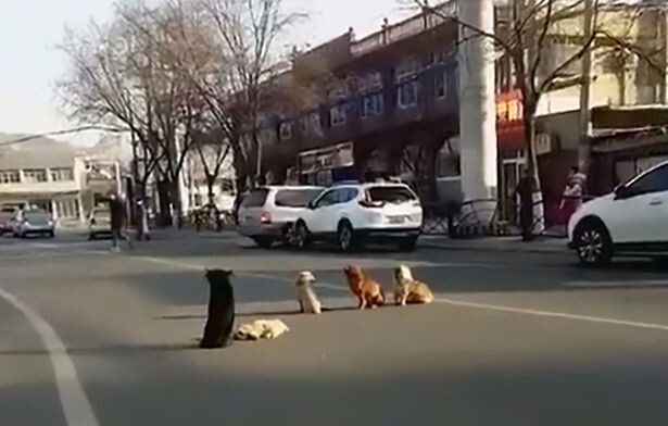Four dogs block traffic to protect a buddy who was injured by a vehicle 3