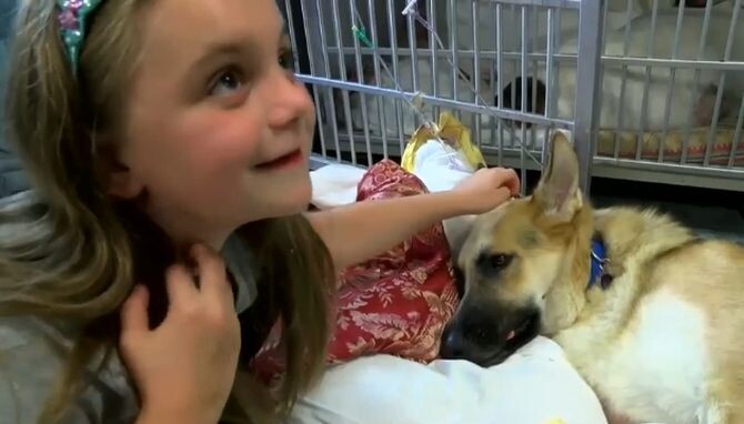 Dog saves 7-year-old girl by doing 'special thing' even that makes itself hurt so bad 1