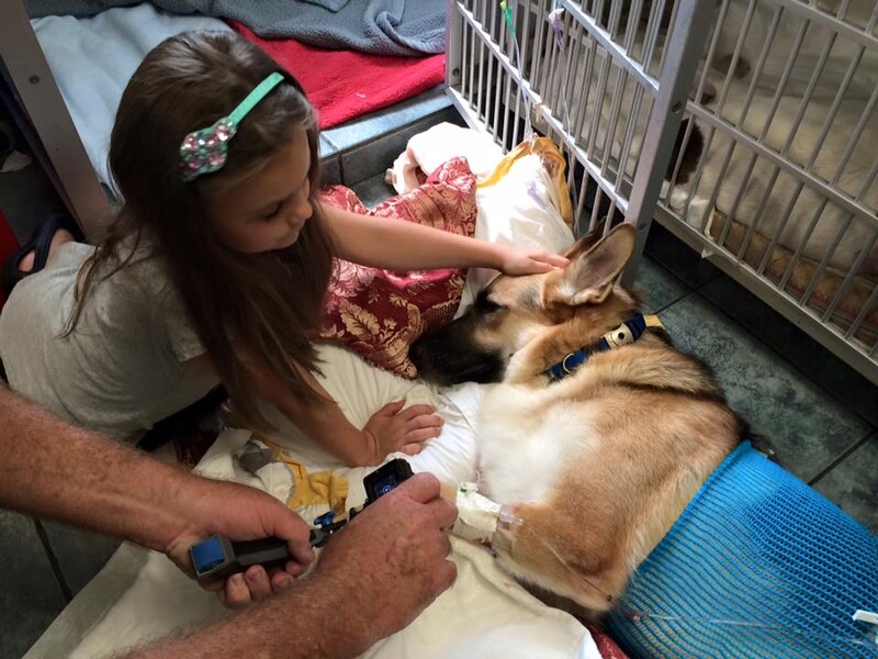 Dog saves 7-year-old girl by doing 'special thing' even that makes itself hurt so bad 2