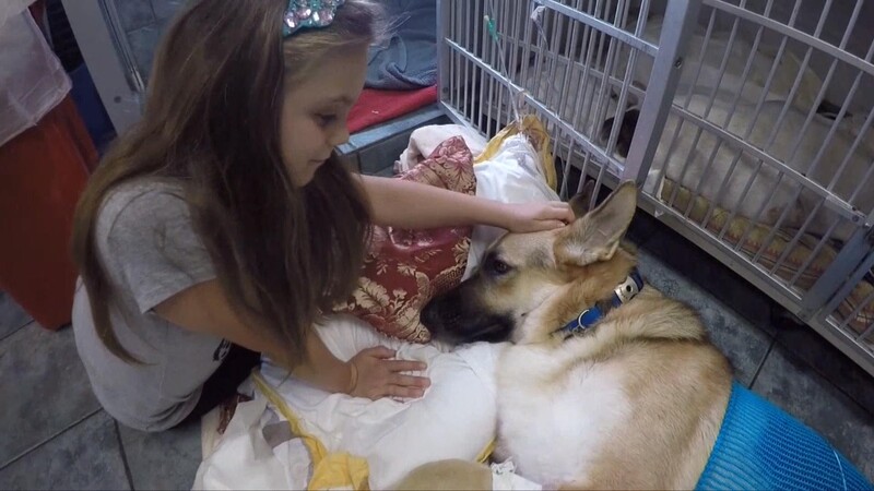 Dog saves 7-year-old girl by doing 'special thing' even that makes itself hurt so bad 3