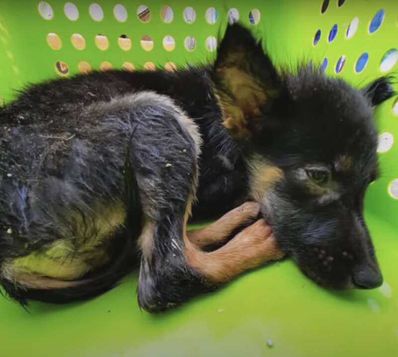 Little pupply can't stop crying and trying to clung to his mama hoping she’d wake up 4