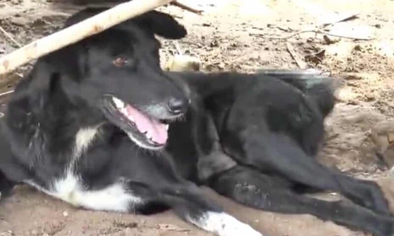 Three-legs dog rescues newborn baby buried alive by teenage mother 1