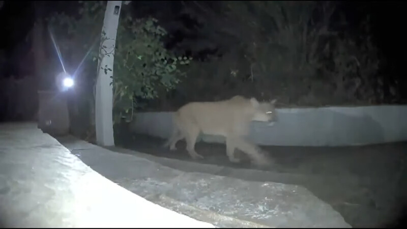 Dog puts own live at risk chases away huge lion to protect his family 1