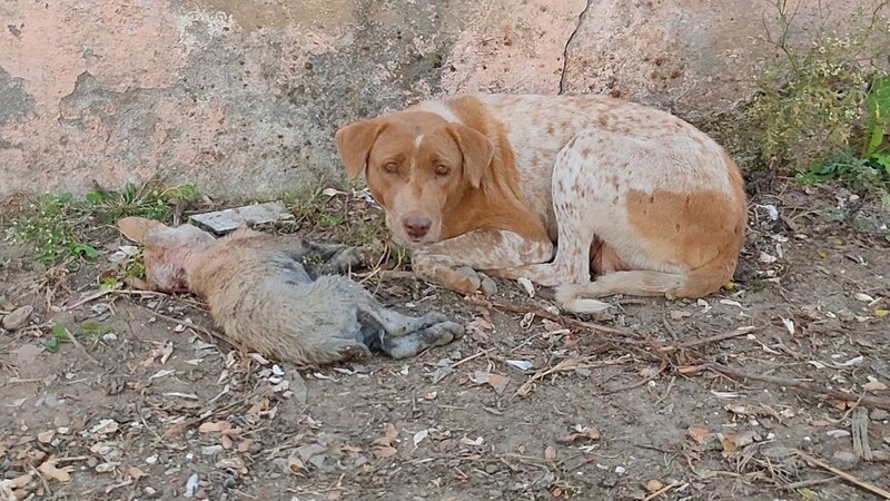 Mama dog pleads with eyes for help, her puppy was in serious condition... 4