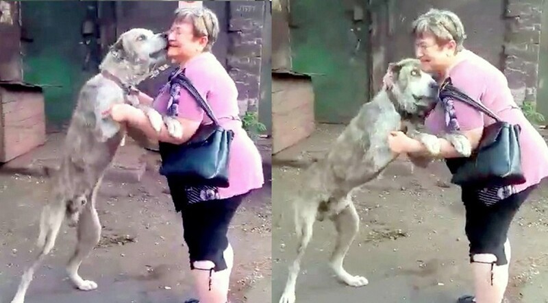 Mom In Tears When Seeing Her Dog Starving After Being Stolen 2 Years Ago 1
