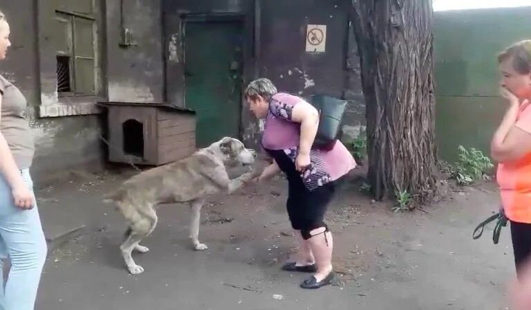Mom In Tears When Seeing Her Dog Starving After Being Stolen 2 Years Ago 2