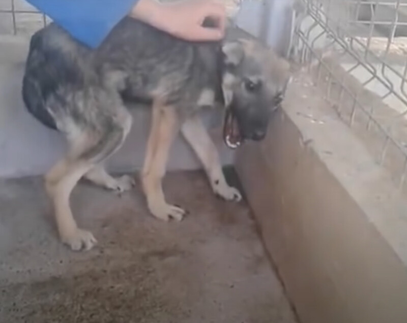 Traumatized dog cries every time he’s touched, everything changed when he met this woman 1