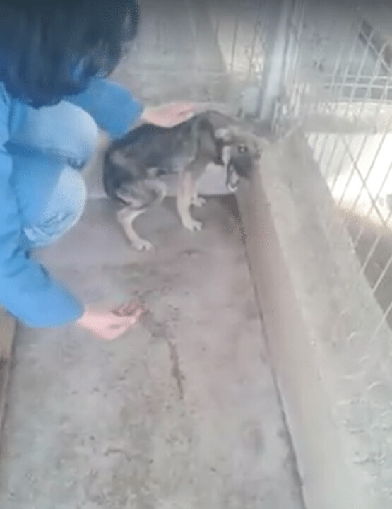Traumatized dog cries every time he’s touched, everything changed when he met this woman 2