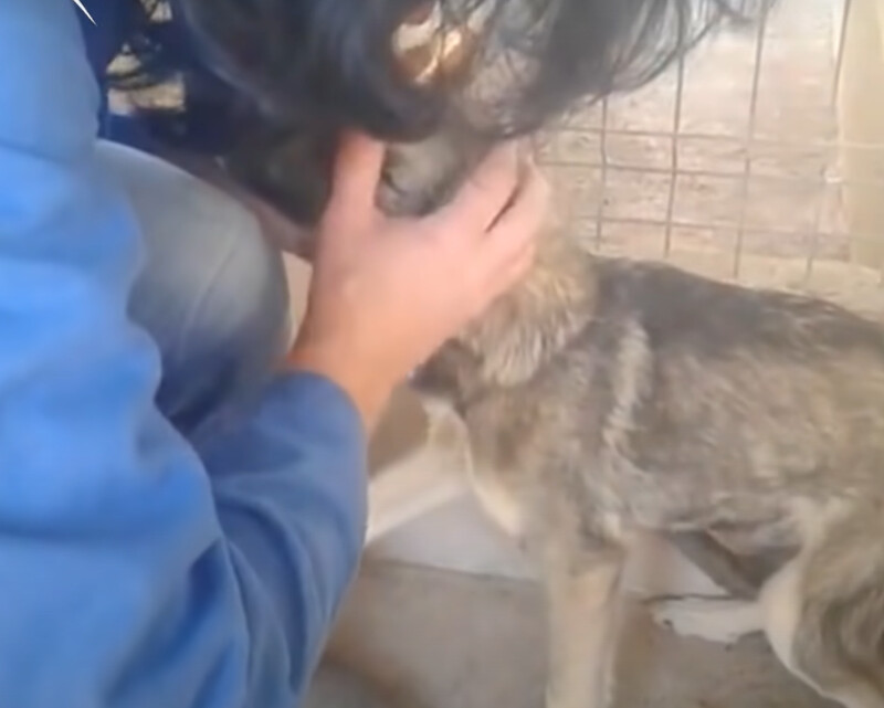 Traumatized dog cries every time he’s touched, everything changed when he met this woman 4