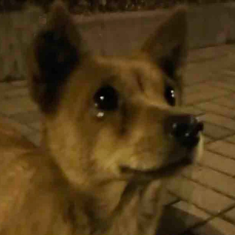 Dog Gets Teary-Eyed After Kind Stranger Does A Nice Thing To Him 1