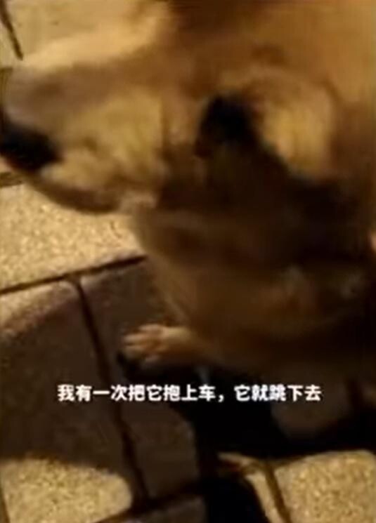 Dog Gets Teary-Eyed After Kind Stranger Does A Nice Thing To Him 3