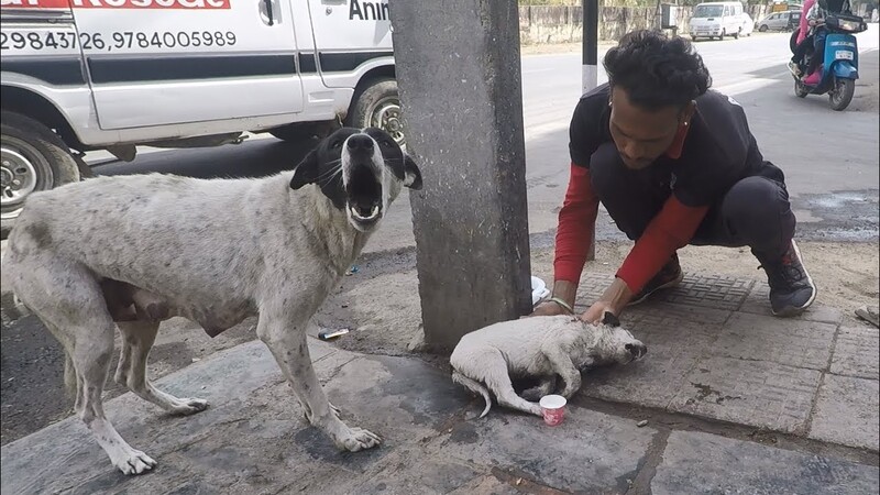 Anguished Mother Dog Cried For Help For Her Severely Injured Baby 1