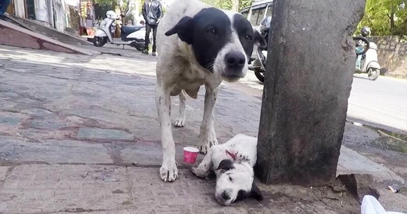 Anguished Mother Dog Cried For Help For Her Severely Injured Baby 2