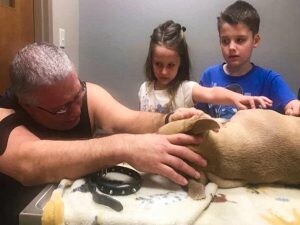 Pit bull saves owner's children from venomous snake by sacrificing itself 2