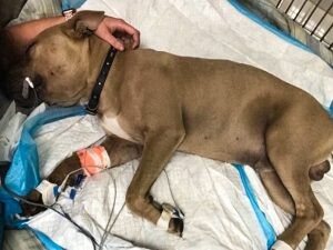 Pit bull saves owner's children from venomous snake by sacrificing itself 3
