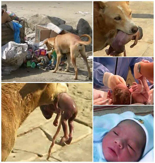 This Stray Dog Saves Infant Baby Thrown In Rubbish Dump 2