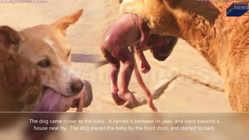 This Stray Dog Saves Infant Baby Thrown In Rubbish Dump 4
