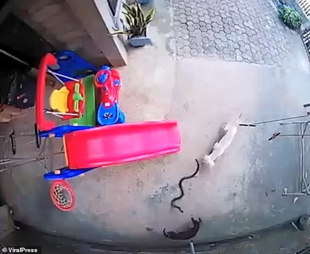 Brave Dog Gives His Life To Protect Sleeping Baby From A Snake 4